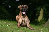 DOGUE ALLEMAND 812